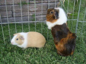 Guinea Pig Exercise Proofing Leashes